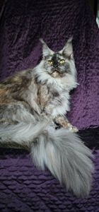 Кукольная девочка мейн кун