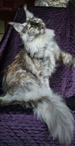 Кукольная девочка мейн кун