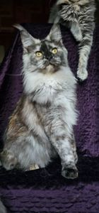 Кукольная девочка мейн кун