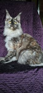 Кукольная девочка мейн кун