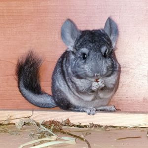 Маленький самец шиншиллы Стандарт носитель ангоры