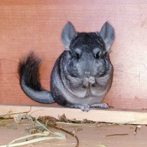 Маленький самец шиншиллы Стандарт носитель ангоры