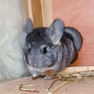 Маленький самец шиншиллы Стандарт носитель ангоры