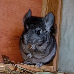 Маленький самец шиншиллы Стандарт носитель ангоры