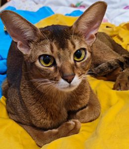 Абіссинський котик CFA забарвлення соррель у пошуках люблячої родини