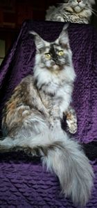 Кукольная девочка мейн кун