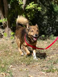 Песик ЛЕГО, дружній до котів