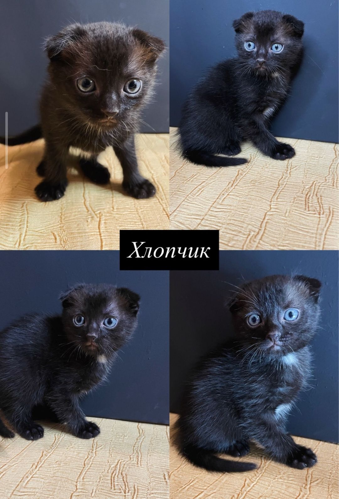 Кошенята Шотландські