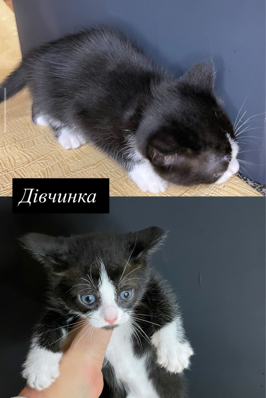 Кошенята Шотландські