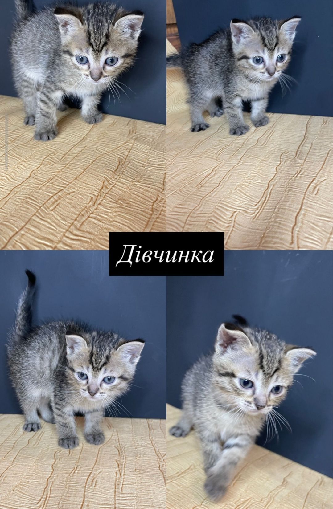 Кошенята Шотландські