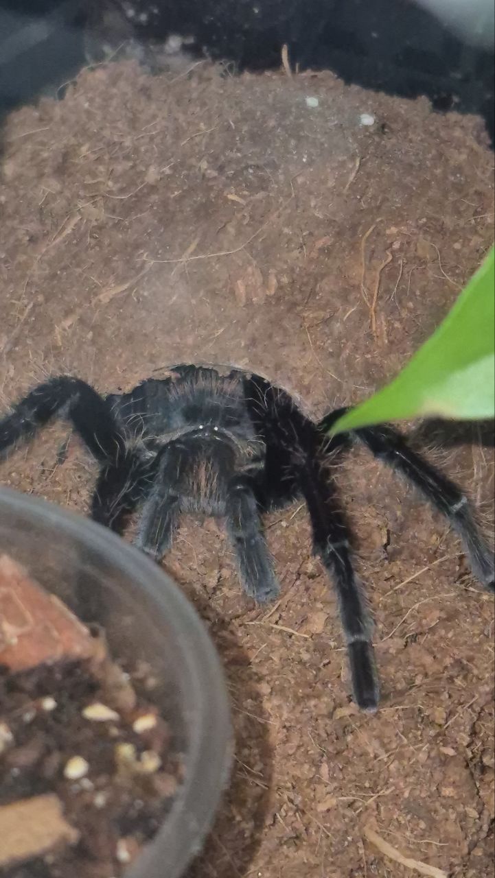 Брахипельма альбопилосум