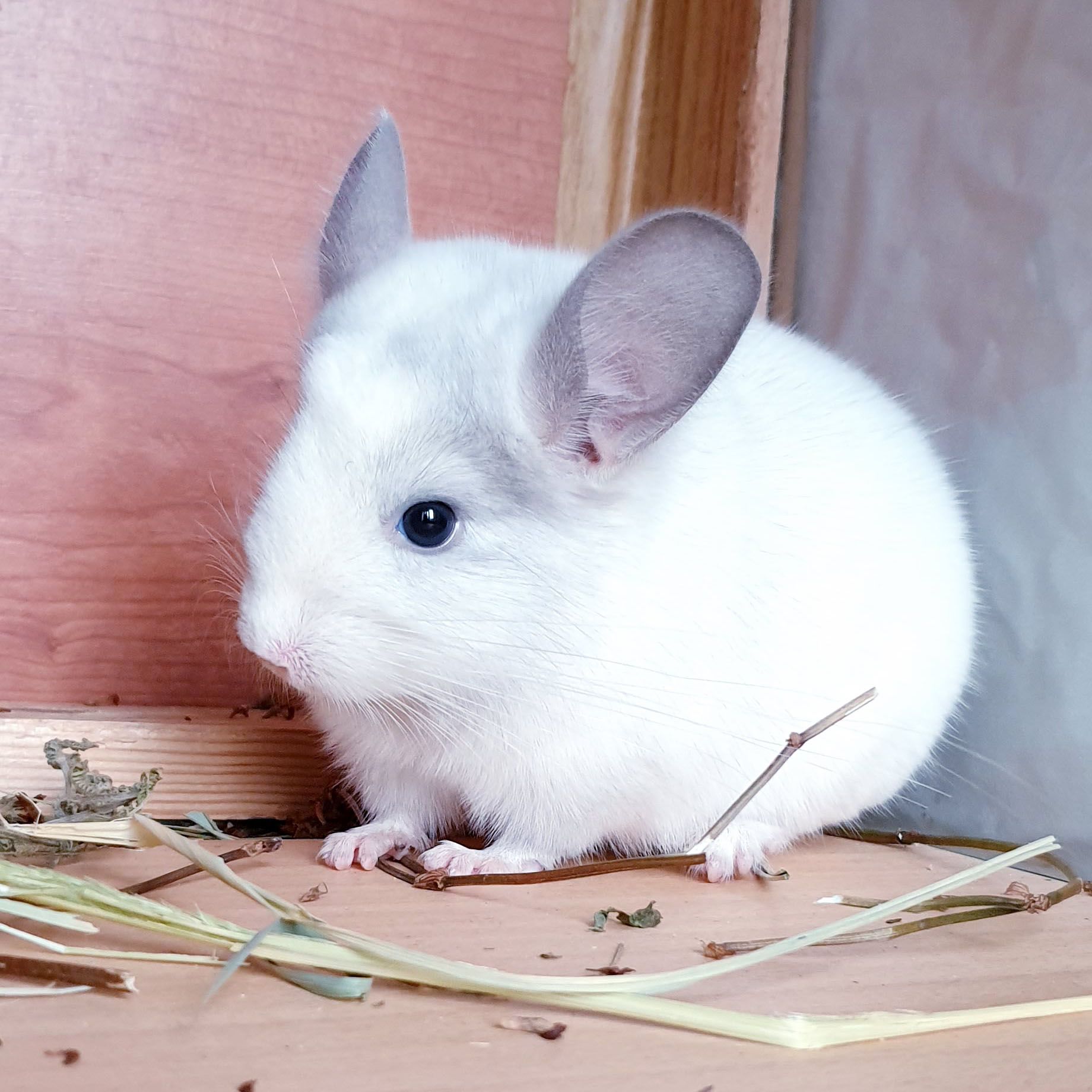 Маленький самец шиншиллы Белый фиолет эбони