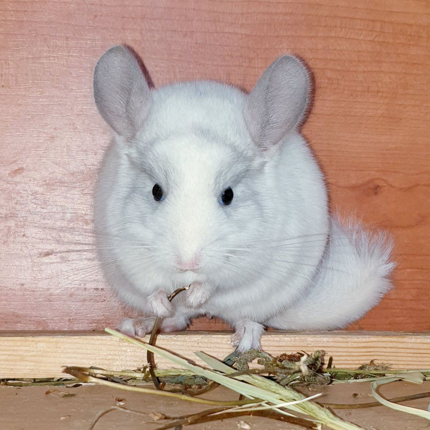 Маленький самец шиншиллы Белый фиолет эбони