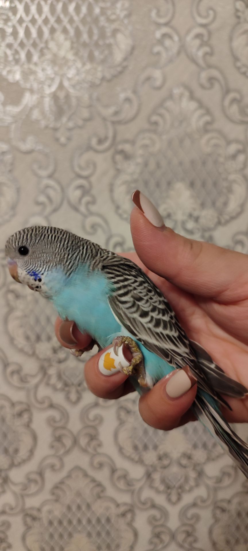 Домашні хвилясті папуги