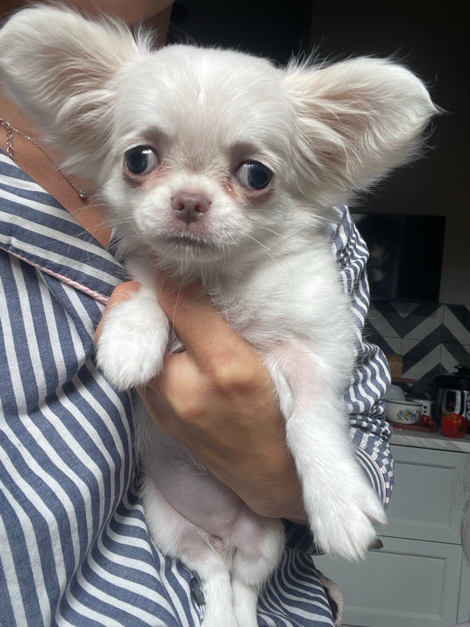 Прекрасна дівчинка чихуахуа, Львів