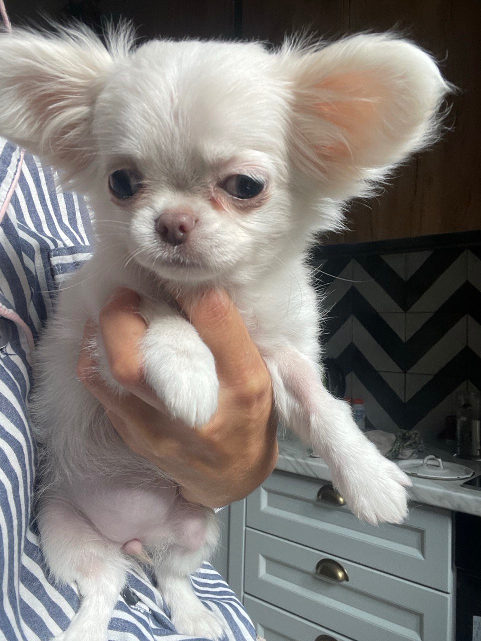 Прекрасна дівчинка чихуахуа, Львів