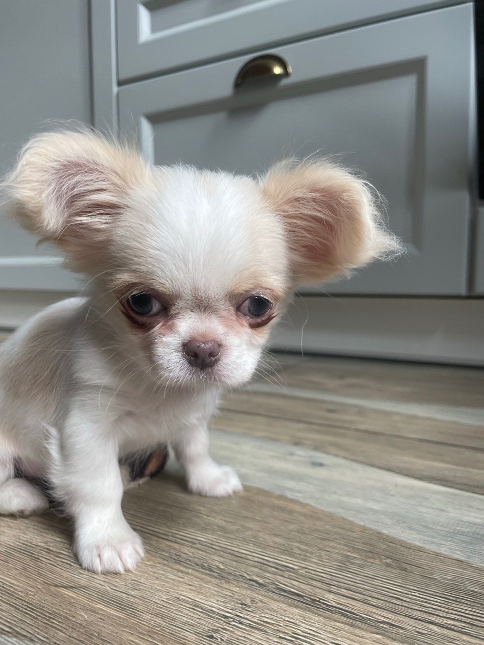 Прекрасна дівчинка чихуахуа, Львів