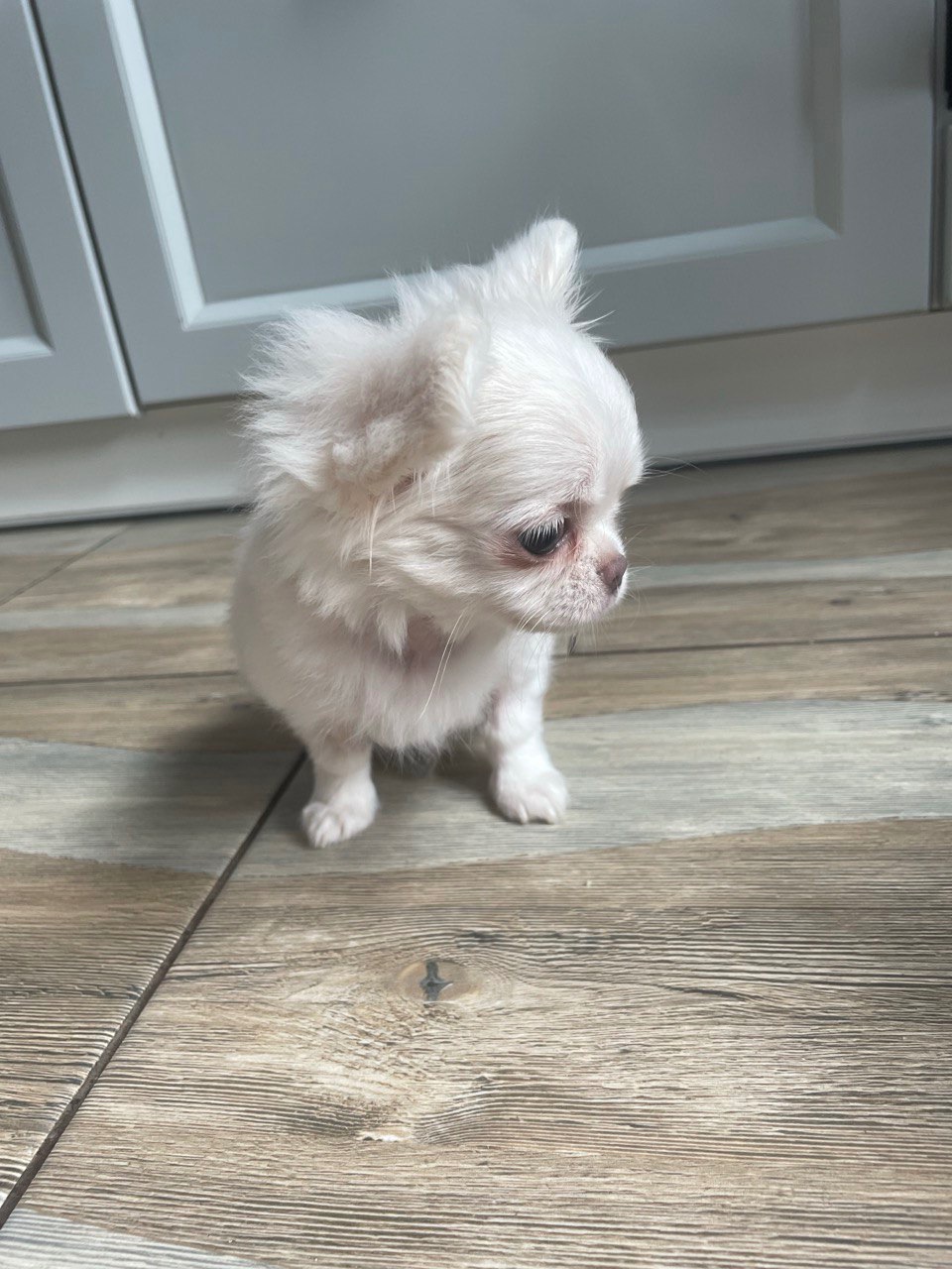 Прекрасна дівчинка чихуахуа, Львів