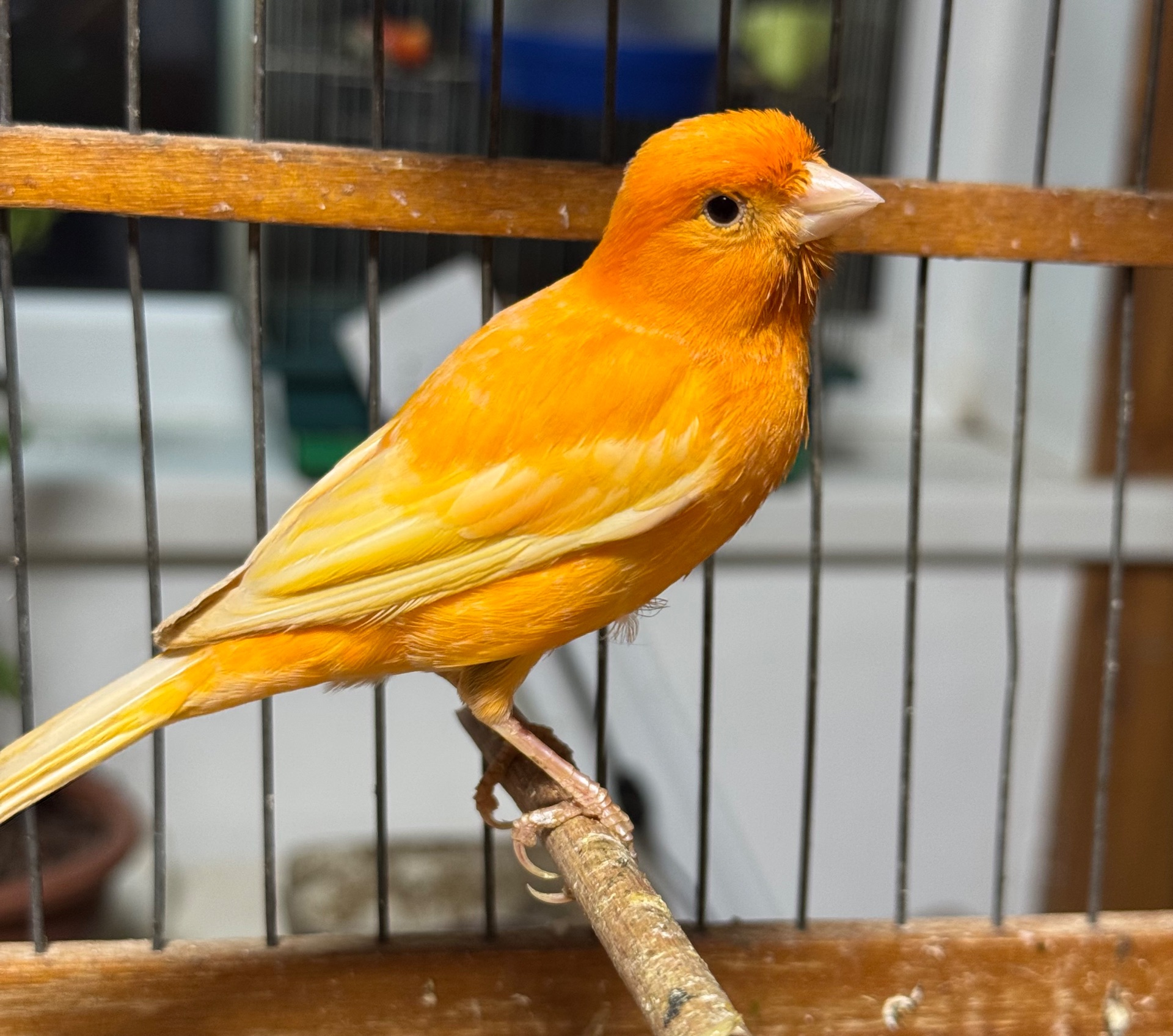 Співочі канарки, кенар