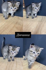 Кошенята Шотландські