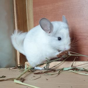 Маленький самец шиншиллы Белый фиолет эбони