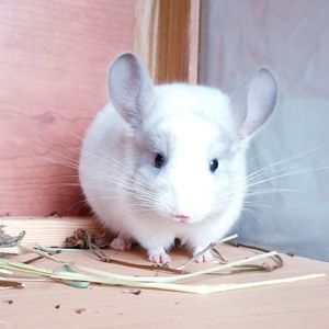 Маленький самец шиншиллы Белый фиолет эбони