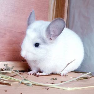 Маленький самец шиншиллы Белый фиолет эбони