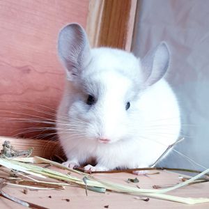 Маленький самец шиншиллы Белый фиолет эбони