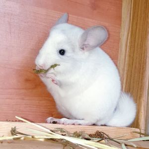 Маленький самец шиншиллы Белый фиолет эбони