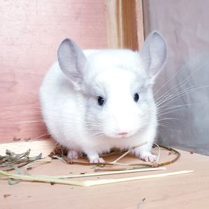 Маленький самец шиншиллы Белый фиолет эбони