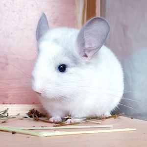 Маленький самец шиншиллы Белый фиолет эбони