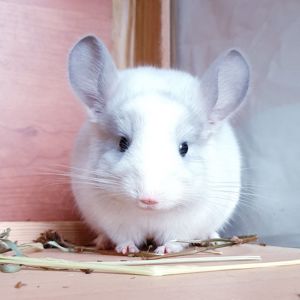 Маленький самец шиншиллы Белый фиолет эбони