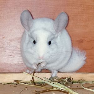 Маленький самец шиншиллы Белый фиолет эбони