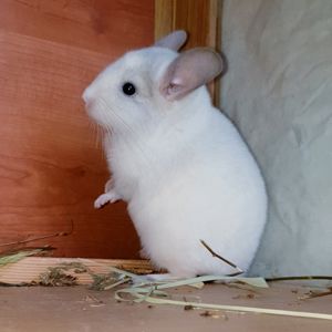 Маленький самец шиншиллы Белый фиолет эбони