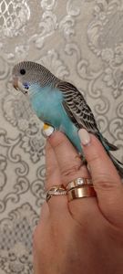 Малюки хвилястих папуг