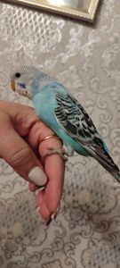 Малюки хвилястих папуг