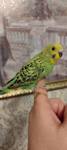 Малюки хвилястих папуг