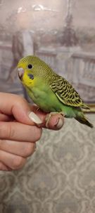 Малюки хвилястих папуг