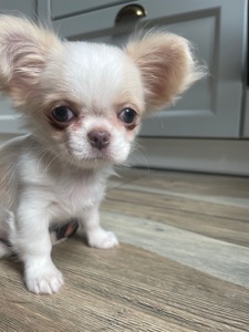 Прекрасна дівчинка чихуахуа, Львів