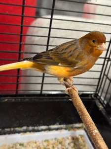 Співочі канарки, кенар