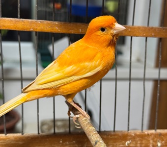 Співочі канарки, кенар