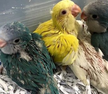 Калита монах