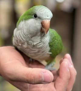 Калита монах