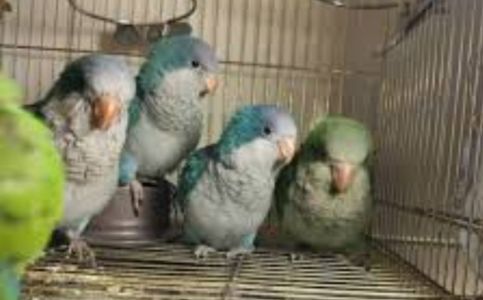 Калита монах