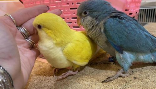 Калита монах