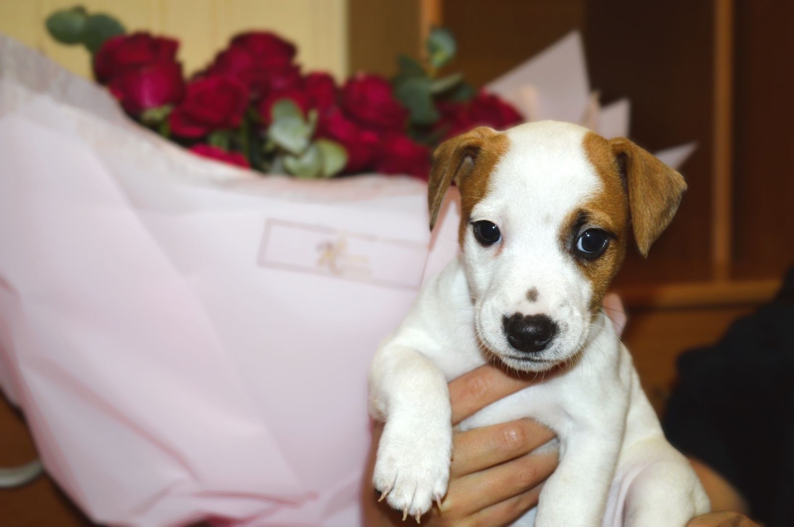 Цуценята Джека рассела тер'єра