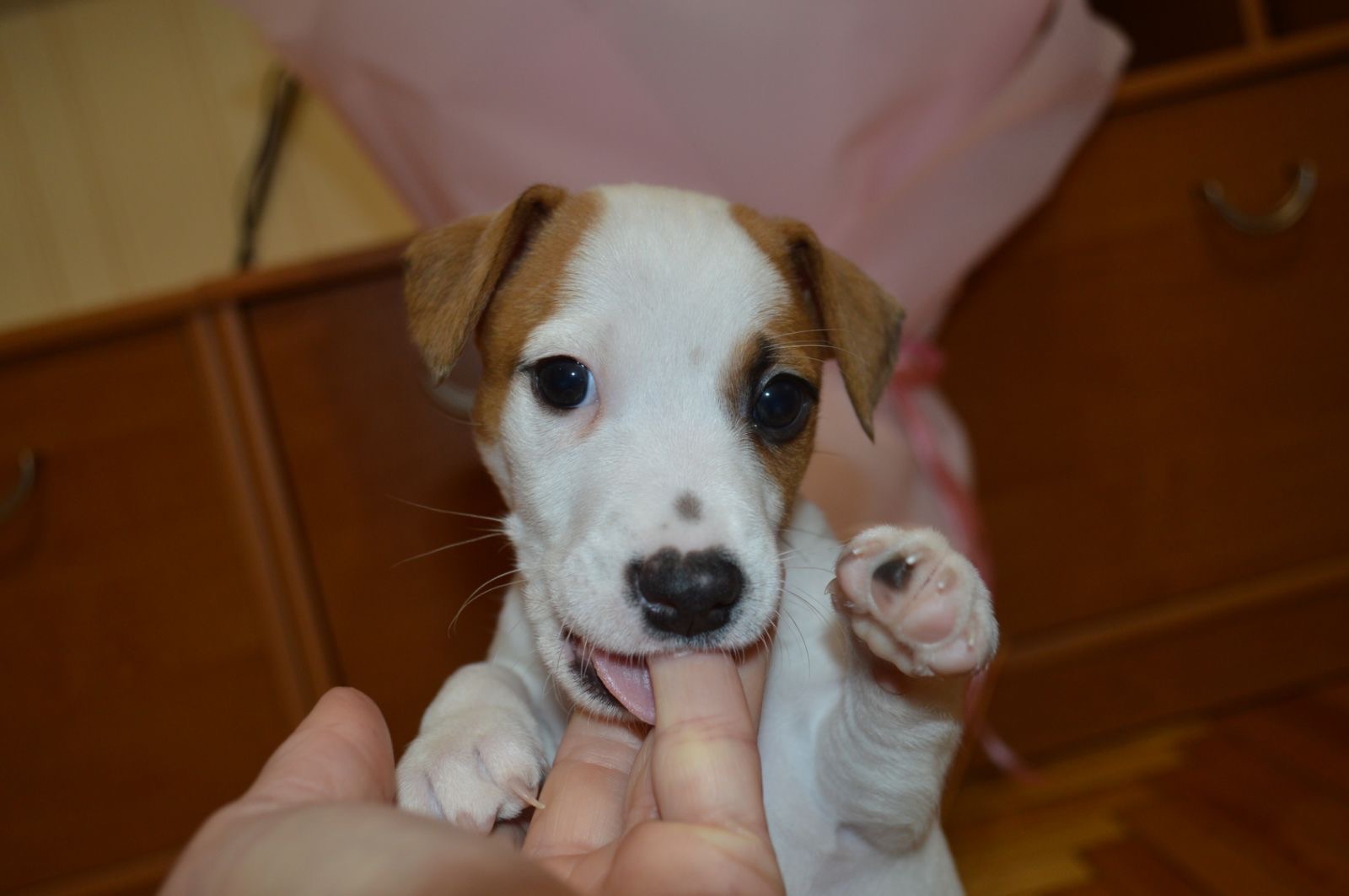 Цуценята Джека рассела тер'єра