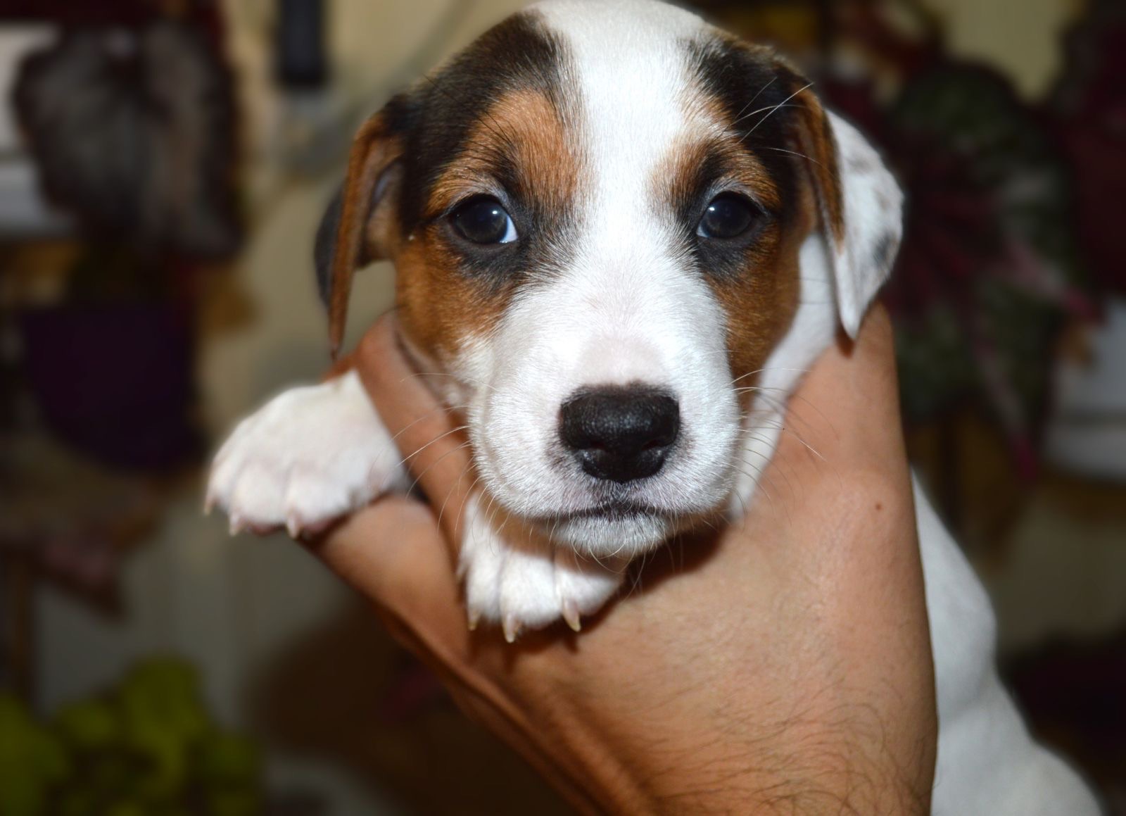 Цуценята Джека рассела тер'єра