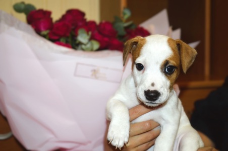 Цуценята Джека рассела тер'єра