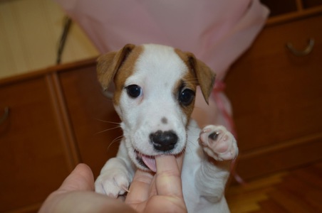 Цуценята Джека рассела тер'єра